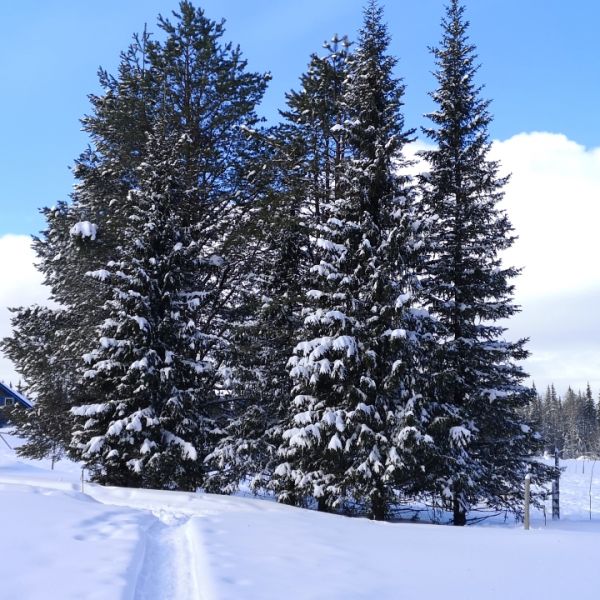Familienurlaub in Schwedens Lappland - Winterabenteuer am Polarkreis