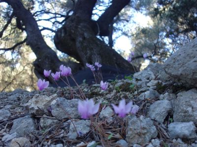Blumen im Olivenhain Korfu