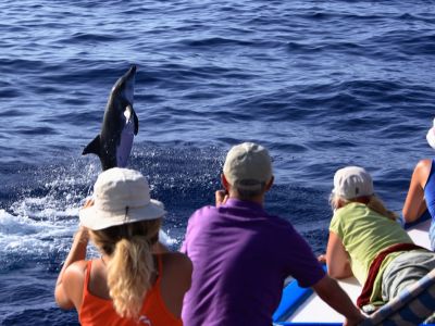 delfinbeobachtung la gomera rauzahndelfine