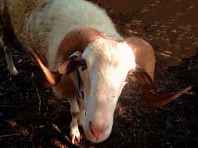 Bauernhof Tiere Korfu Nord Ziege