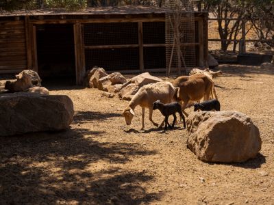 Esel-Ziegen-Streichelzoo-Gran Canaria Ökohaus