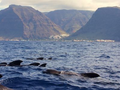 whale watching mit kindern la gomera kanaren