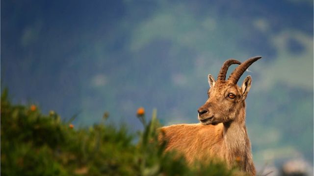 ergwandern fr Familien, Paare und kleine Gruppen in Sdfrankreich Nationalpark Mercantour 