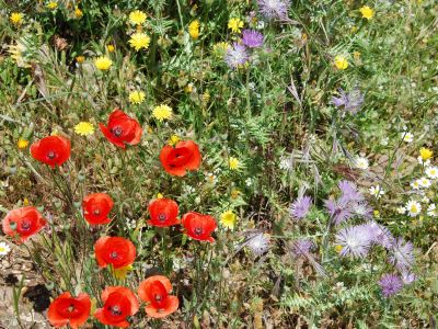 Kreta Flora und Fauna