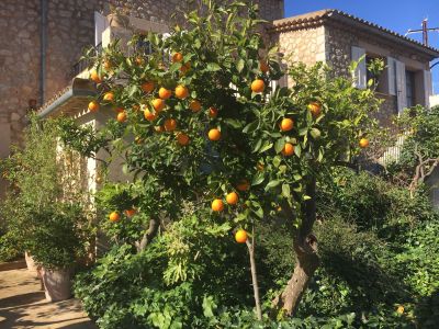 finca wandern mallorca soller orangenbaum