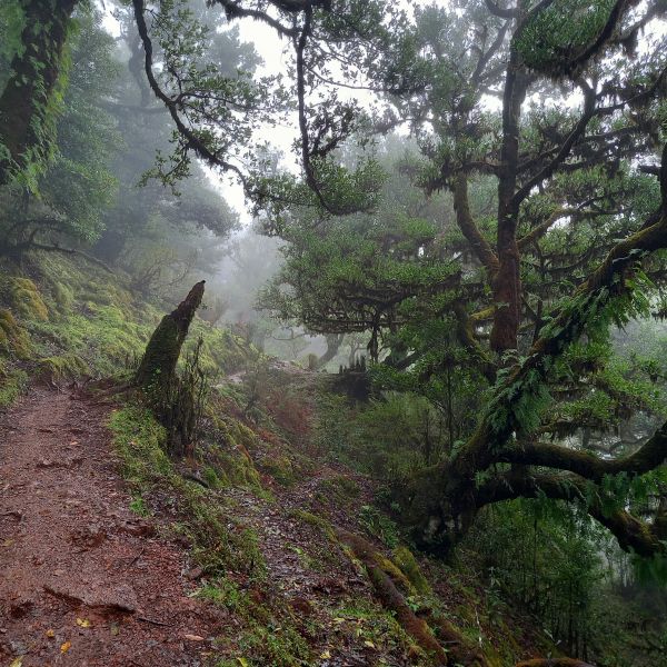 Madeira: Individuell wandern rund um die Blumeninsel