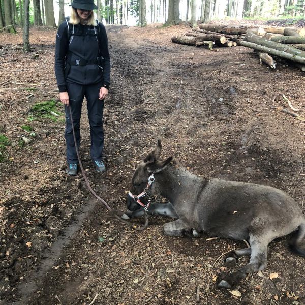 Eselwandern im Bayerischen Wald - Region Sonnenwald