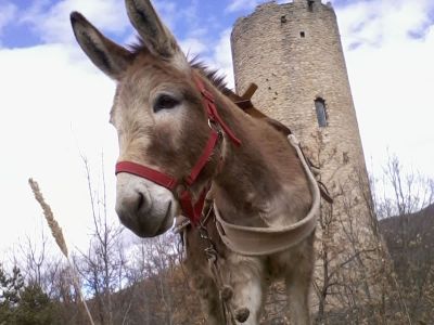 Eselwandern Abruzzen Wehrturm Goriano