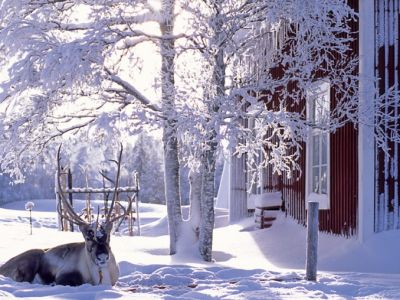 Winterurlaub in Lappland mit Rentier (Foto: S. Peter/J. Oetinger)