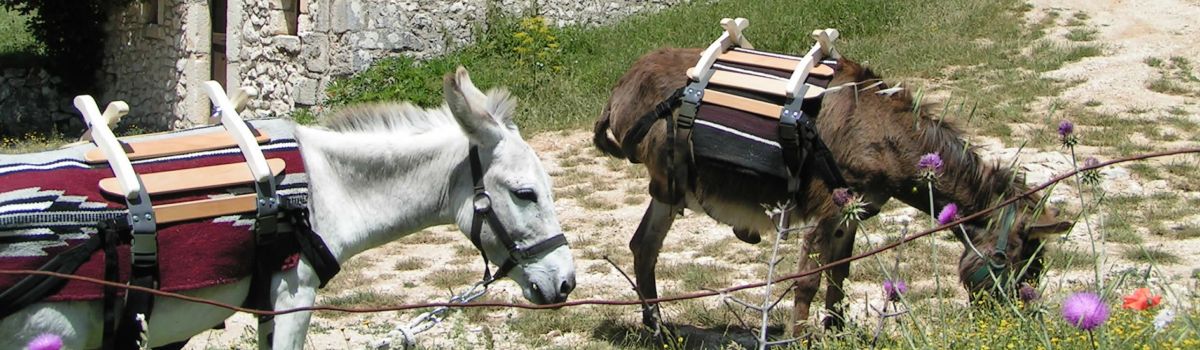 eselwandern italien abruzzen Fontecchio zwei esel