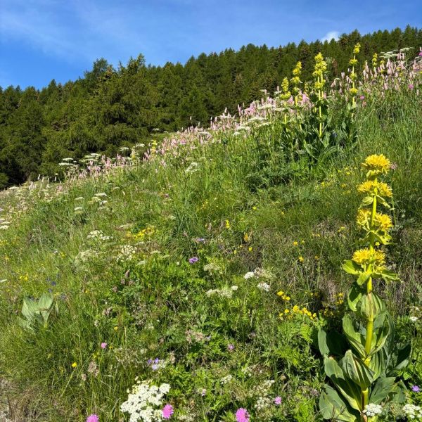 Genusswandern ohne Gepck in den Bergen des Val dAyas - Aostatal