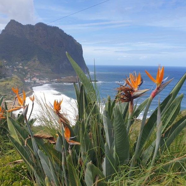 Rund um die Blumeninsel Madeira - Wanderwoche individuell