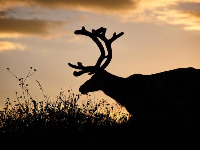 rentier im abendlicht in schweden