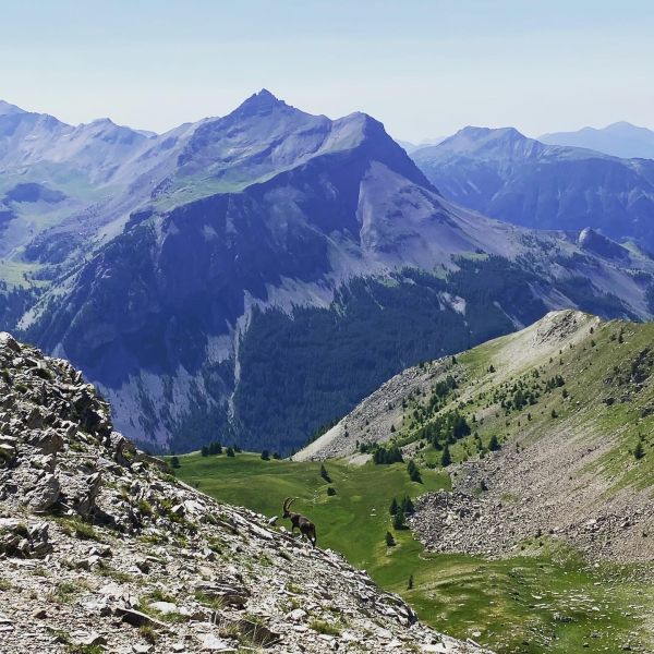 Eselwandern in Frankreich - Provence -  Sdalpen