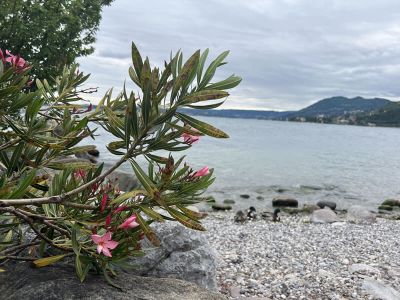 Blumen Gardasee Italien Reiterhof Urlaub