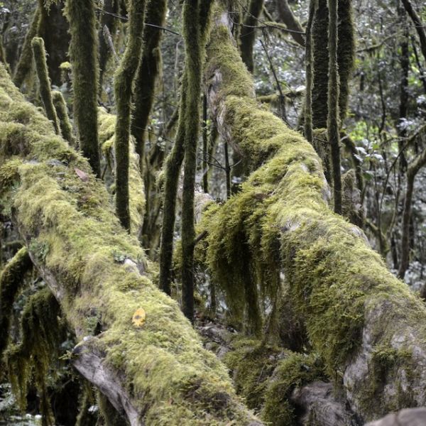 Finca El Cabrito - La Gomera (Kanaren)