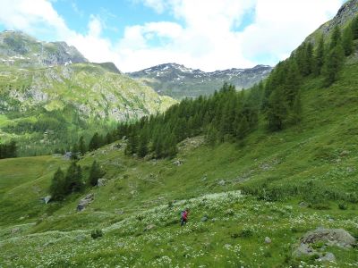 Genusswandern in den Bergen Italiens Aostatal Blumenwiese