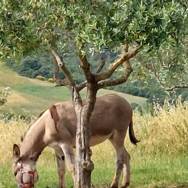 Eselwandern in der Toskana - Val di Cecina - Italien
