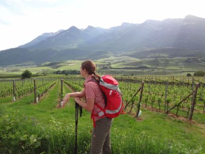 Wanderer vor Apfelbumen bei Kaltern in Sdtirol