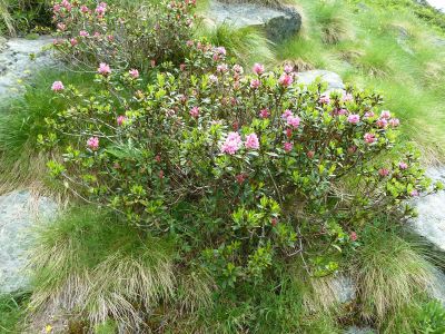 Azaleen im Monte Rosa Massiv Bergwandern individuell