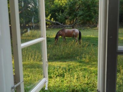 Pferd aus dem Fernster auf land