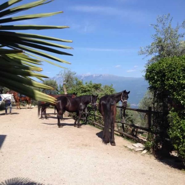 Gardasee: Urlaub auf dem Reiterhof - Italien