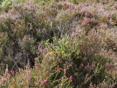 Heidekraut, Fuchsien und blhender Rhododendron lassen die Landschaft in allen Rottnen erstrahlen.