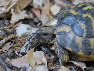 toskana urlaub naturschutzgebiet monterufoli schildkrte