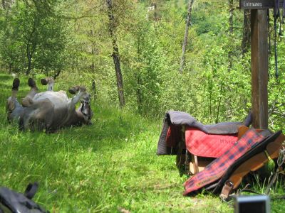 Eselwandern: Esel wlzt sich auf der Wiese.