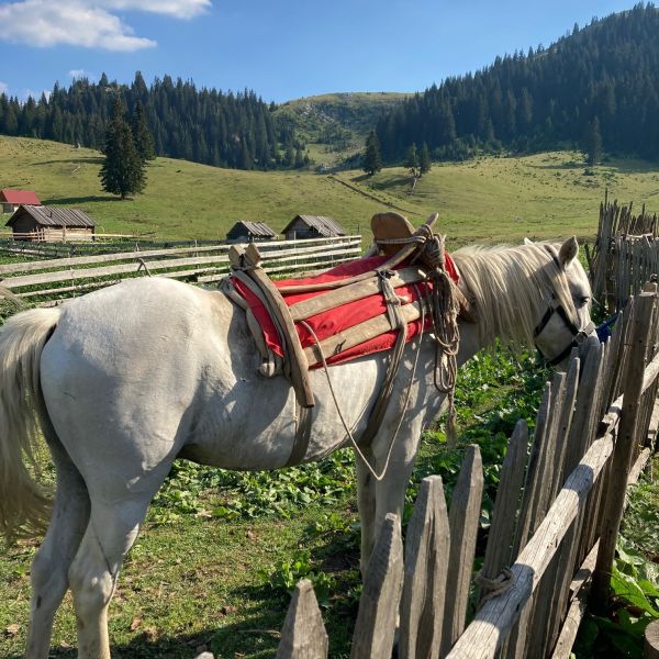 Wandern ohne Gepck in Montenegro: von Alm zu Alm im Nationalpark Bjelasica/Mokra Gebirge 