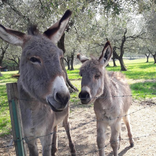 Gardasee: Urlaub auf dem Reiterhof - Italien