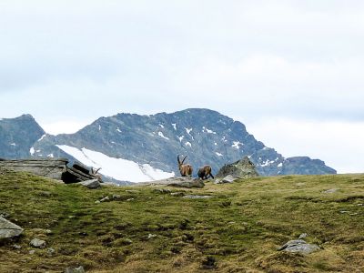 Steinb�cke bei Wandernung am Monte Rosa