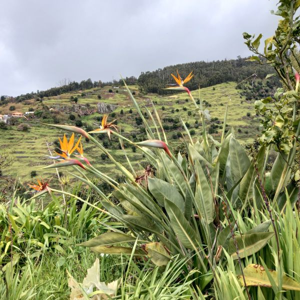 Madeira: Individuell wandern rund um die Blumeninsel