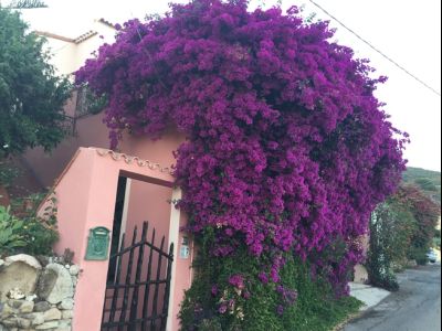 Sardinien Blumen