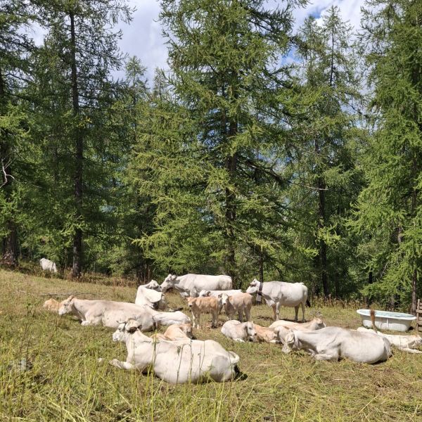 Piemont Valle Maira: Wandern ohne Gepck fr Genieer