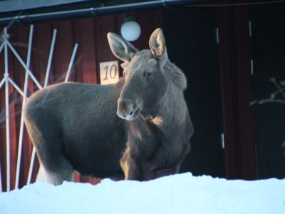 Elchbesuch Winterurlaub Schweden Familienreise