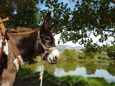 eselwandern abruzzen esel am see 