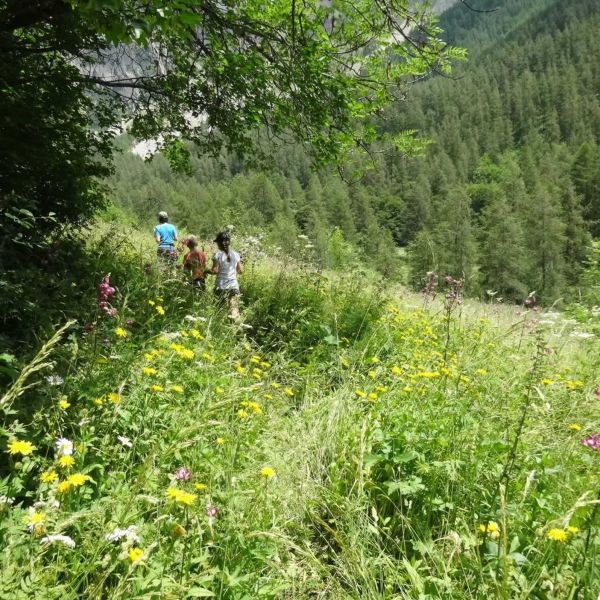 Eselwandern in Frankreich - Provence -  Sdalpen