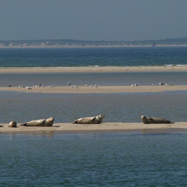 Familien Segeltrn IJsselmeer - Niederlande