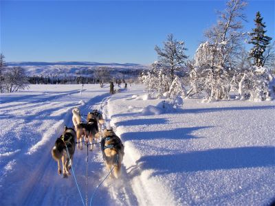 Schweden Winterurlaub Hundeschlitten Huskytouren