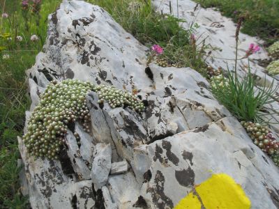 Gelbe Markierungen im Parc du Mercantour.