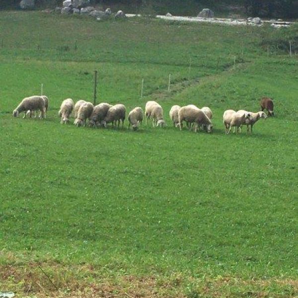 Urlaub auf dem Bio-Bauernhof im Herzen der Steiner Alpen - Slowenien