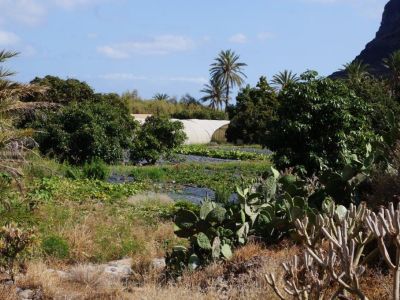 Finca El Cabrito Gemseplantage 