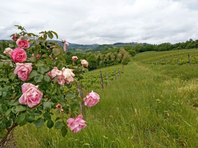 Wandern in der Toskana von Florenz zur Mittelmeerkste