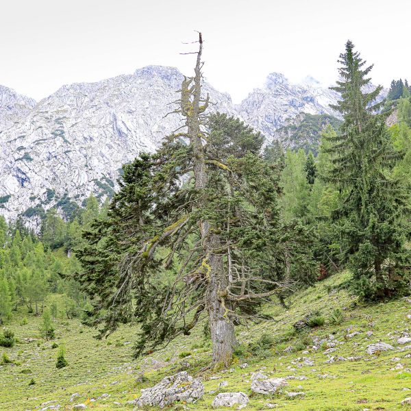 Bio-Urlaub im Thierseetal - Tirol - sterreich