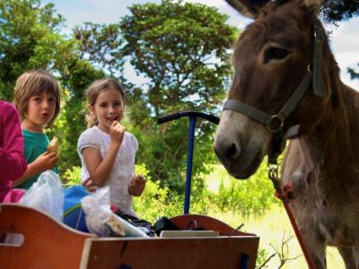 Honigtal Korfu Esel beim Kinderprogramm