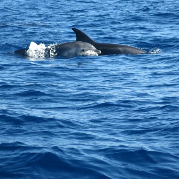 Delfin- und Walbeobachtungswoche (Whale Watching) auf La Gomera
