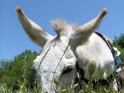 Familienurlaub in den Abruzzen.