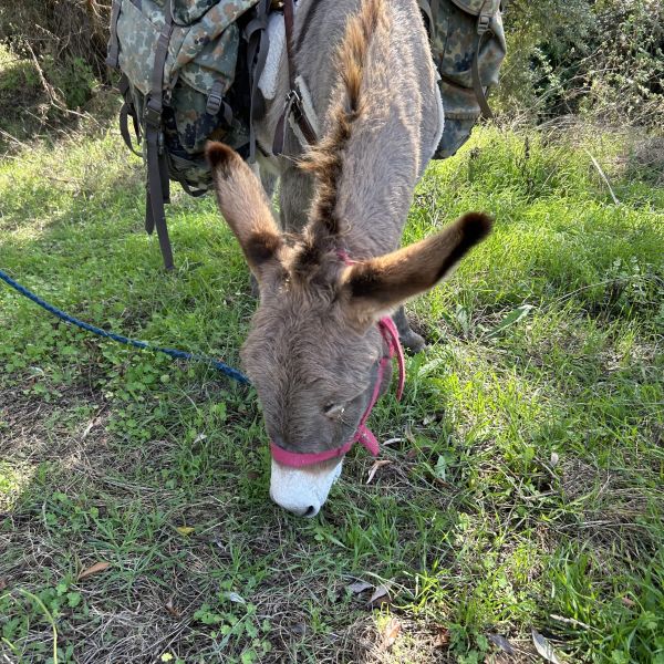 Eselwandern in den Abruzzen: Trekking-Abenteuer in Italien
