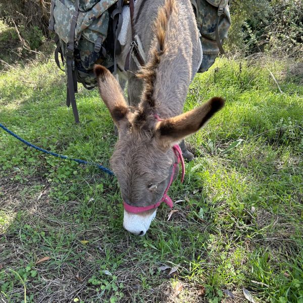 Eselwandern in den Abruzzen - Eselwanderung Italien